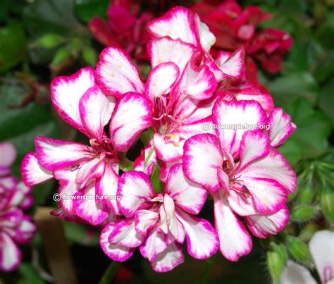 Geranium varieties, Pelargonium zonale varieties