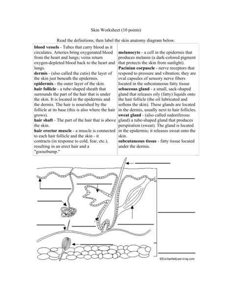 Skin Worksheet