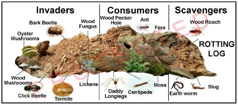 Interpretive & Tree ID Signs by David Arthur | Bark beetle, Lichen moss, Tree id