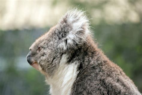 Koala Claw Closeup Stock Photos, Pictures & Royalty-Free Images - iStock