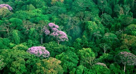 Complejidad de los bosques tropicales y reactivación económica