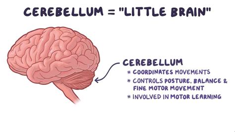 Cerebellum: Video, Anatomy, Definition & Function | Osmosis