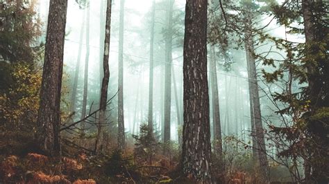 Download wallpaper 3840x2160 forest, fog, autumn 4k uhd 16:9 hd background