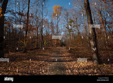 Woods in the fall Stock Photo - Alamy