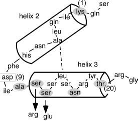 Mutation of the helix-turn-helix motif. The proposed structure the 186... | Download Scientific ...