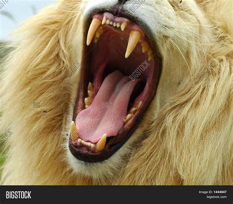 Teeth Lion Image & Photo | Bigstock