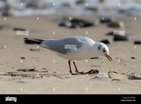 Gull feeding at high tide line on sandy beach with pebbles and surf in background one of a ...