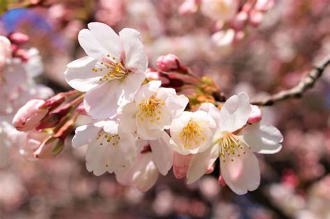 Sakura Flower Meaning, Symbolism and Colours - MORFLORA