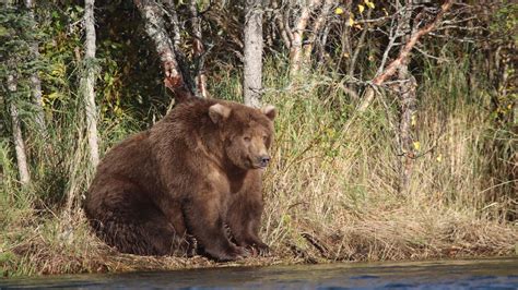 Fat Bear Week: Beadnose is Katmai National Park’s fattest bear - Vox