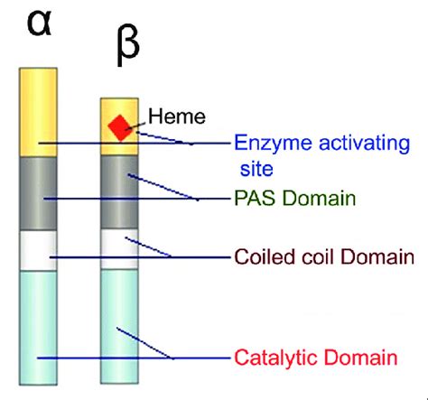 Structure of soluble guanylate cyclase | Download Scientific Diagram