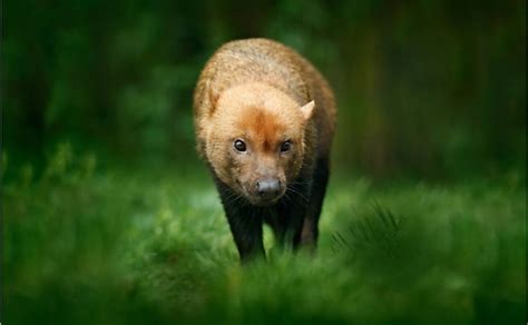 10 Animals Found In Paraguay - WorldAtlas