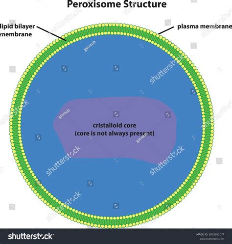 Diagram Peroxisome Structure Stock Vector (Royalty Free) 2052951074 ...