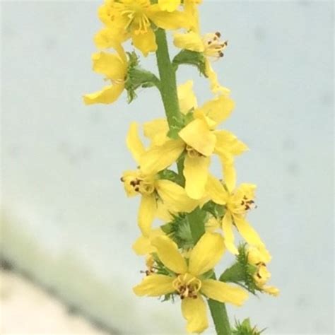 Common Agrimony Seeds, Plugs & Pots | Turf Online