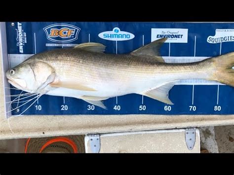 THREADFIN SALMON ON LIVE BAIT - YouTube