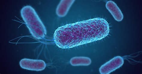 Giant, long-lived bacteria could make microbial farms more productive | Research | Chemistry World