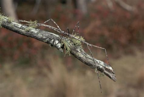 11 Amazing Examples of Insect Camouflage