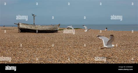 Sea Gulls at the beach Stock Photo - Alamy