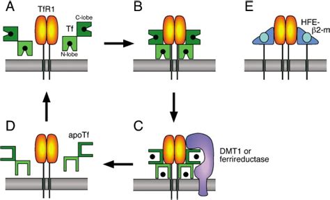 Mysteries of the Transferrin-Transferrin Receptor 1 Interaction Uncovered: Cell