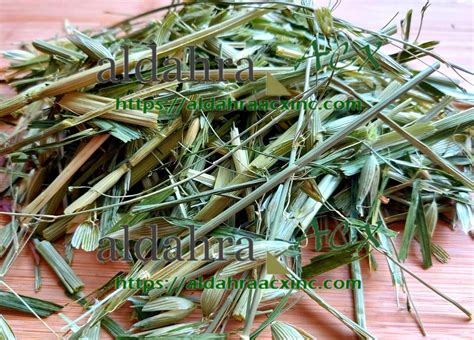 OAT HAY | OAT HAY FOR SALE | OAT GRASS HAY