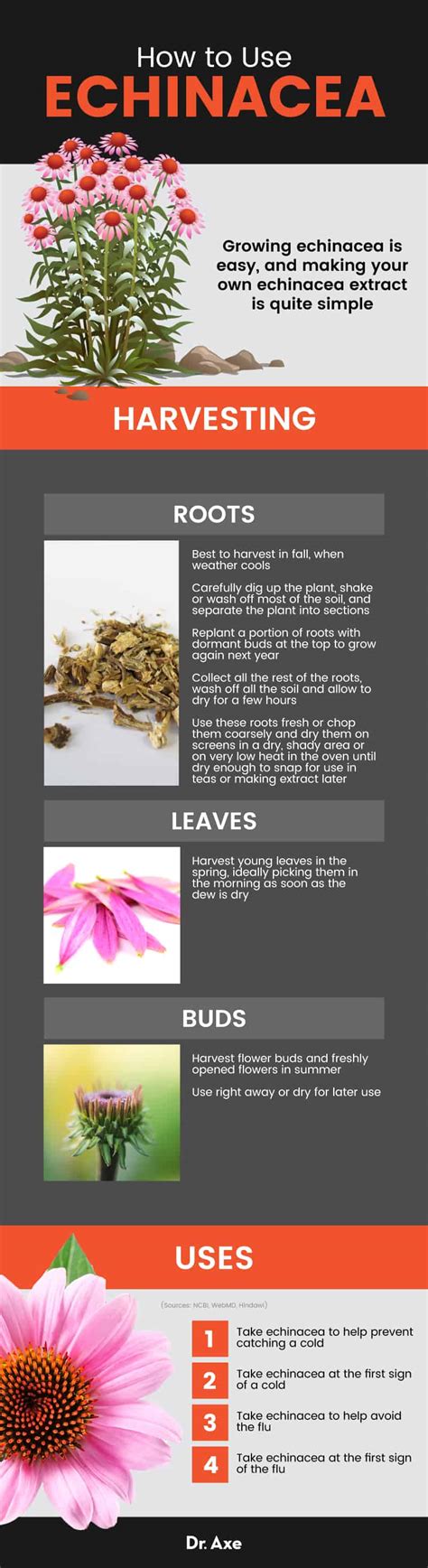 Echinacea Benefits, Uses, Dosage, Side Effects and More - Dr. Axe