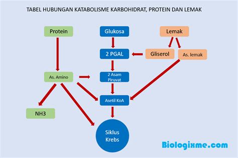 Hubungan Katabolisme Karbohidrat, Protein dan Lemak - BIOLOGIXME