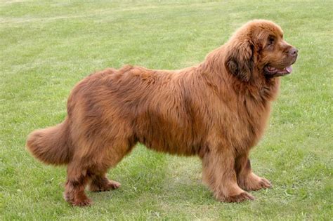 Newfoundland Dog Breed Information, Pictures, Characteristics & Facts - Dogtime