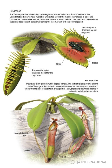 what are heterotrophic plants what are the different types of heterotrophicplants write 5-6 ...