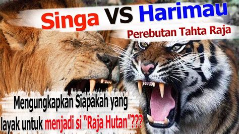 Populer 23+ Gambar Singa Dan Harimau