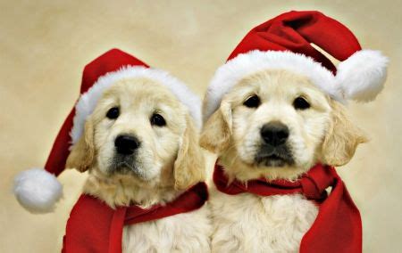 Golden Retriever Christmas Wallpaper With Dogs - Pets Lovers