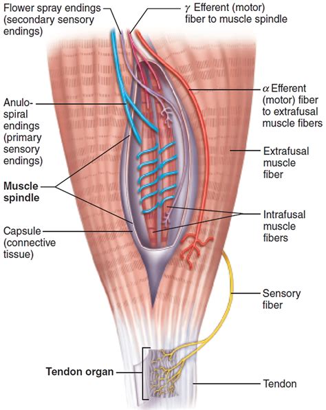 Sensory Nervous System - Organs and Functions