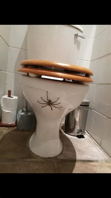 Spider toilet : r/MakeMeSuffer