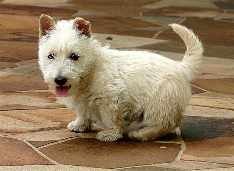 File:Scottish Terrier white puppy.jpg - Wikimedia Commons