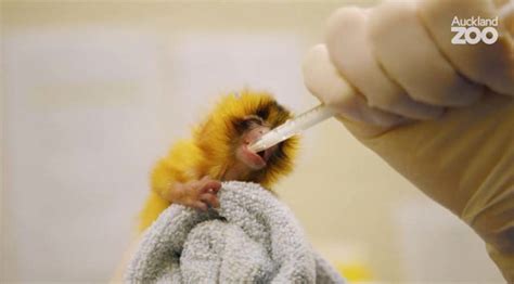 Baby Golden Lion Tamarin Monkey