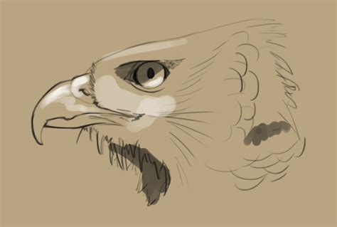 Hawk Head Study by DKDevil on DeviantArt