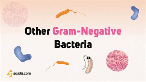 Other Gram-Negative Bacteria