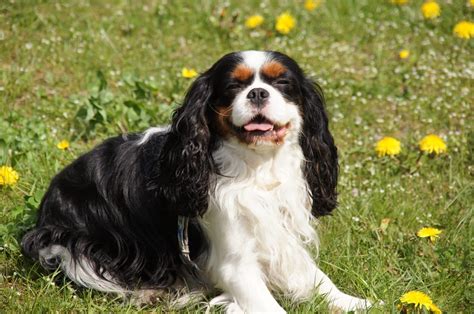 Cavalier King Charles Spaniel Grooming: A Guide with Haircut Pictures