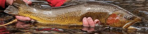 Snake River Cutthroat Trout - North Fork Ranch Guide Service