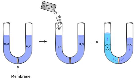 Difference Between Osmolarity and Osmolality | Definition, Explanation with Examples