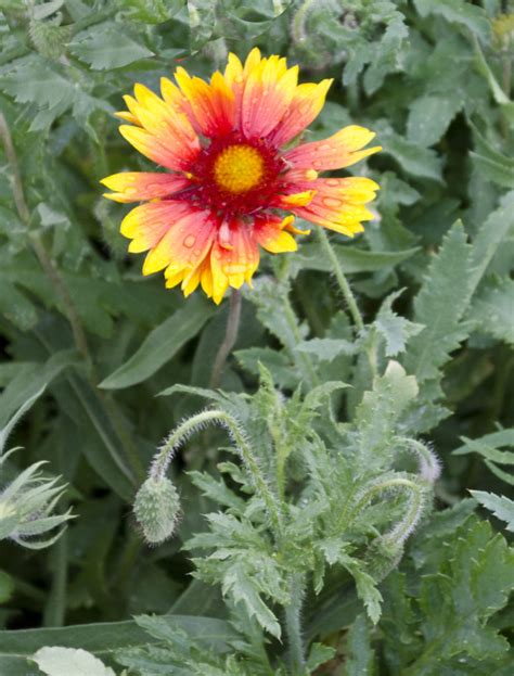 Gaillardia (Blanket Flower) – A to Z Flowers