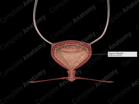 Trigone of Bladder | Complete Anatomy