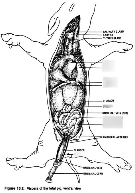 BIOLOGY - Final Exam Review - FETAL PIG ANATOMY Diagram | Quizlet