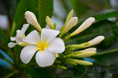 Fragrant White Kalachuchi Flower: gerry328: Galleries: Digital Photography Review