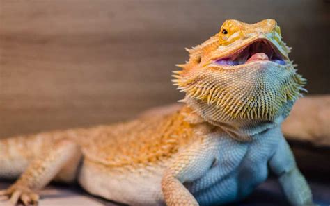 Bearded Dragon Behavior & Characteristics - Bearded Dragon Care