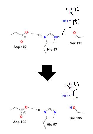 Chymotrypsin Overview, Mechanism & Structure - Lesson | Study.com