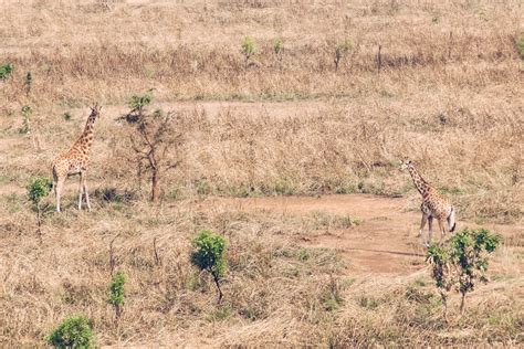 Nubian Giraffe Conservation in Ethiopia - Giraffe Conservation Foundation