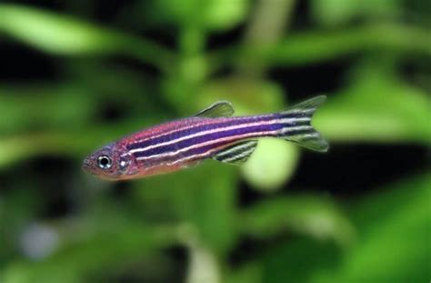 How to tell if your Zebra Danio is a Male or Female?