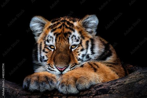 Cute siberian tiger cub on black background, Panthera tigris altaica ...