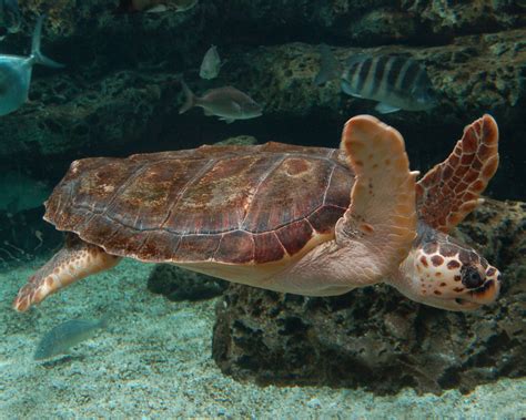 The loggerhead sea turtle is found in many regions around the world. With its large head and ...