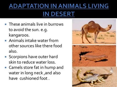 desert animals adaptations