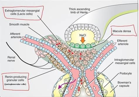 Image result for juxtaglomerular cells histology | Physiology, Capsule ...
